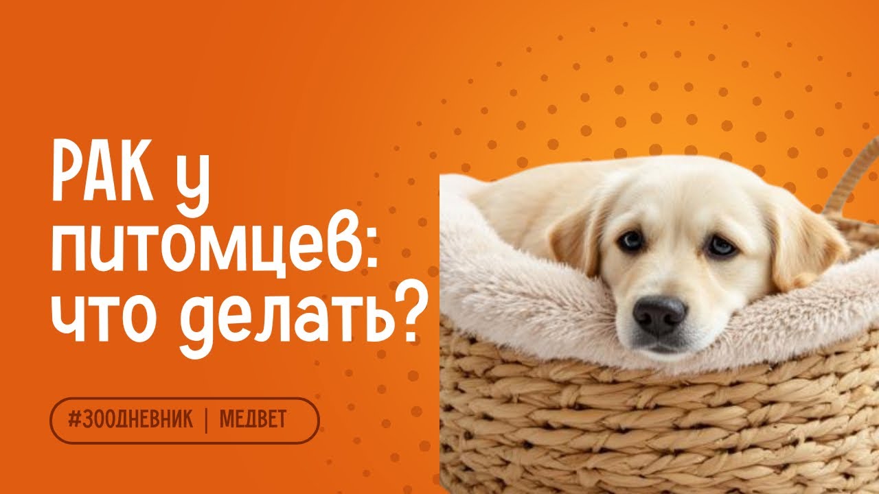 Опухоль у питомца – КАК понять, что злокачественная? Вся правда 2026 года 