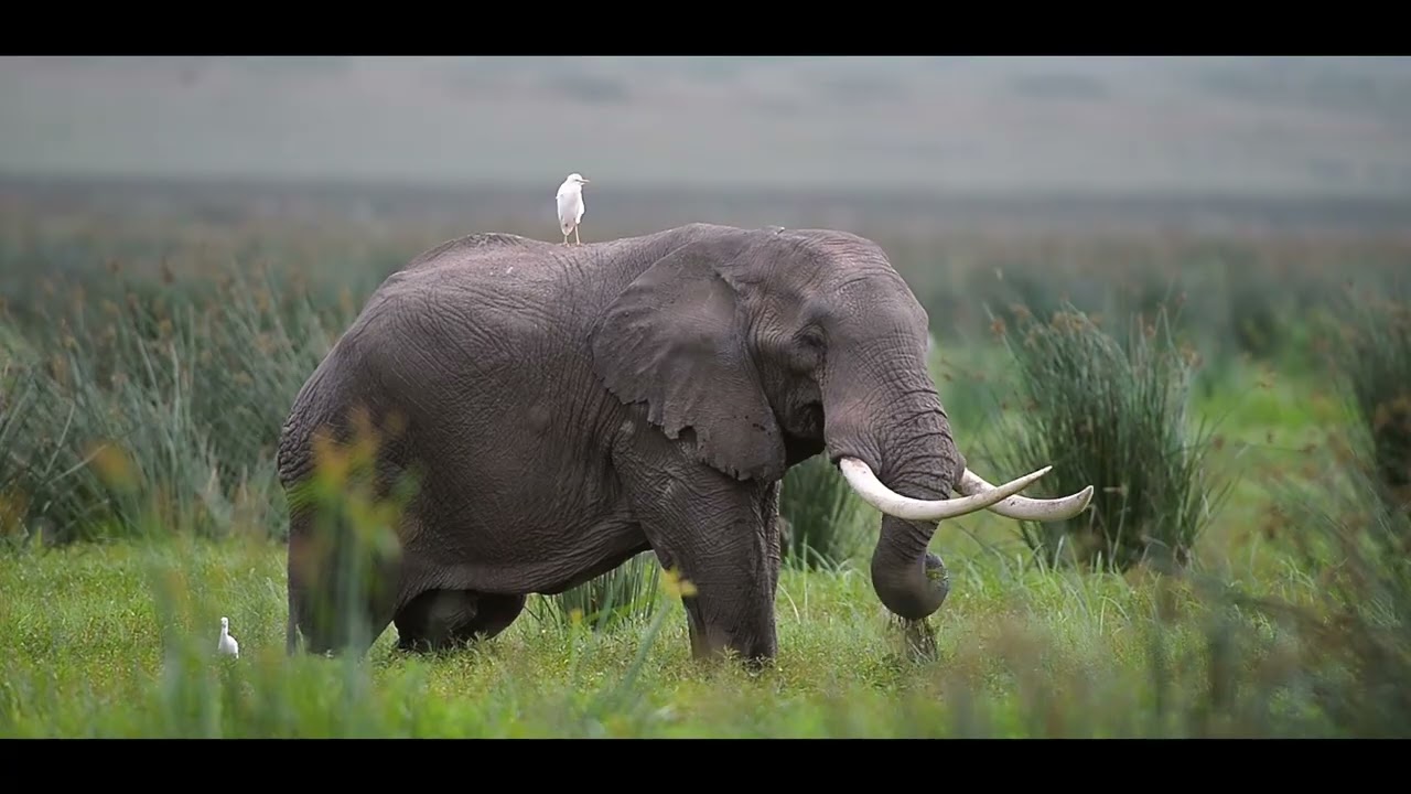 Ngorongoro Crater Exploration by Safari Kilimanjaro  Bobby Tours
