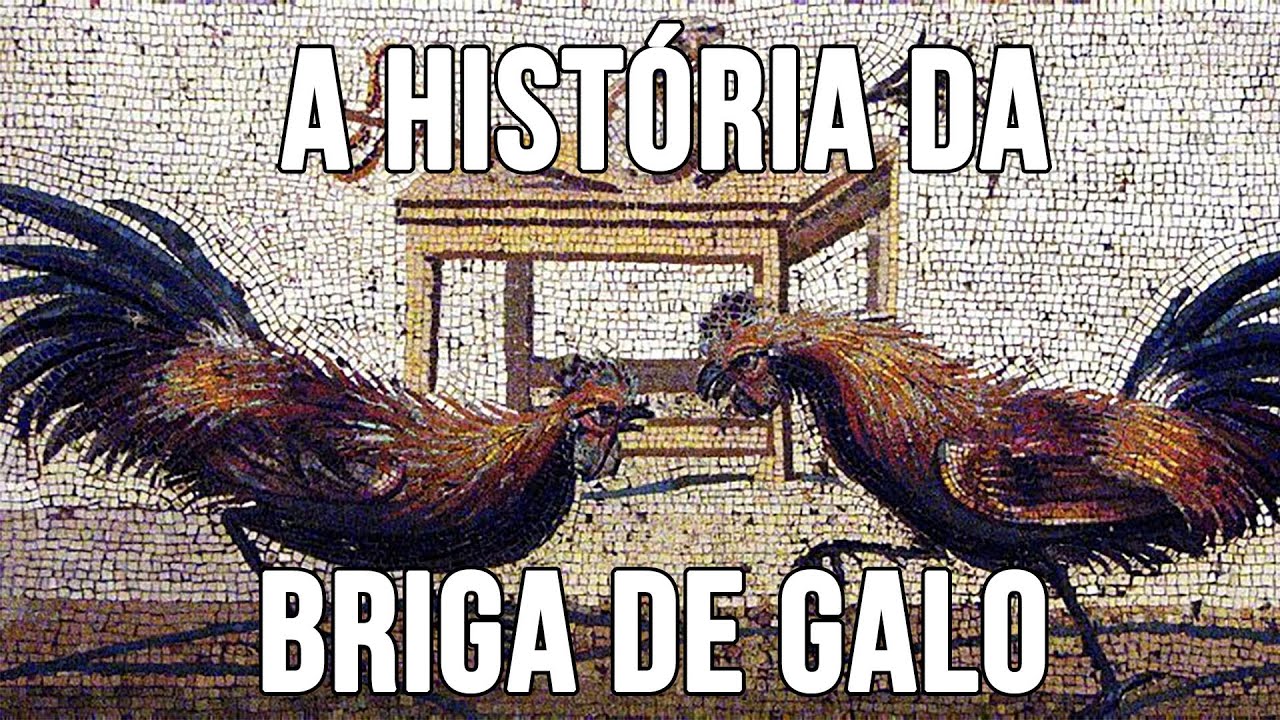 A História da Briga de Galo no mundo