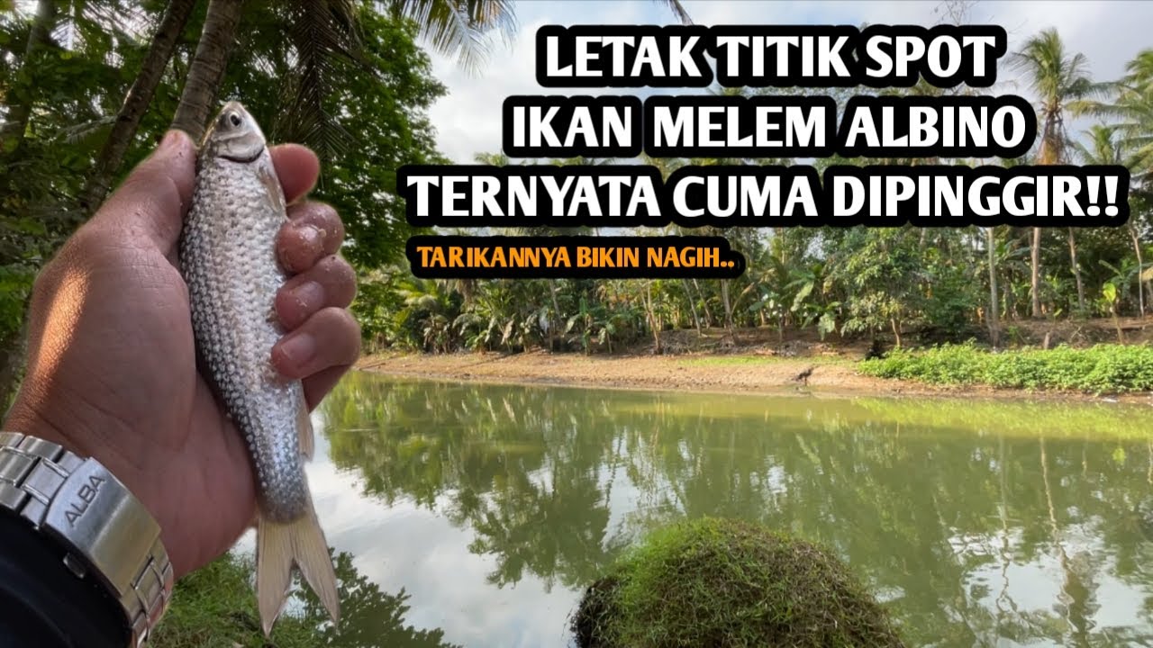 IKAN KECIL KECIL CABAI RAWIT YAITU LUKAS!! Mancing lukas teknik kumbul umpan rasbora spot sengoro