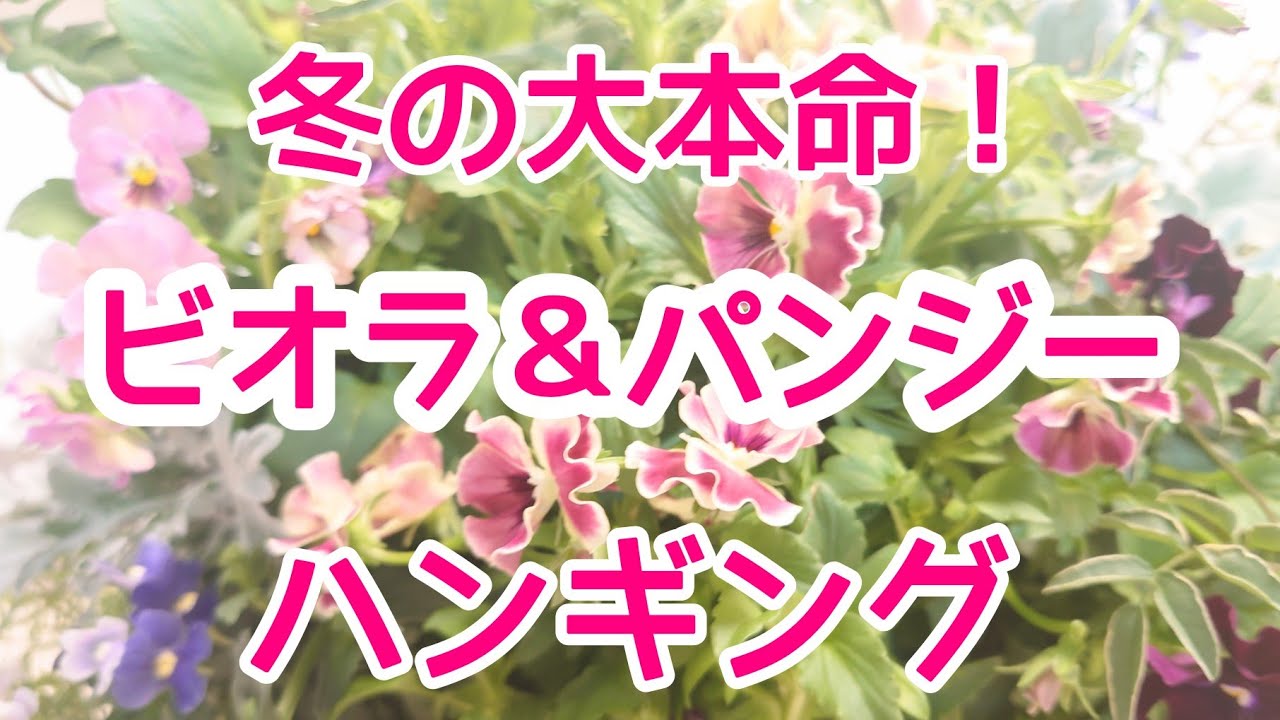 冬の大本命！ビオラとパンジーの【ハンギングバスケット】