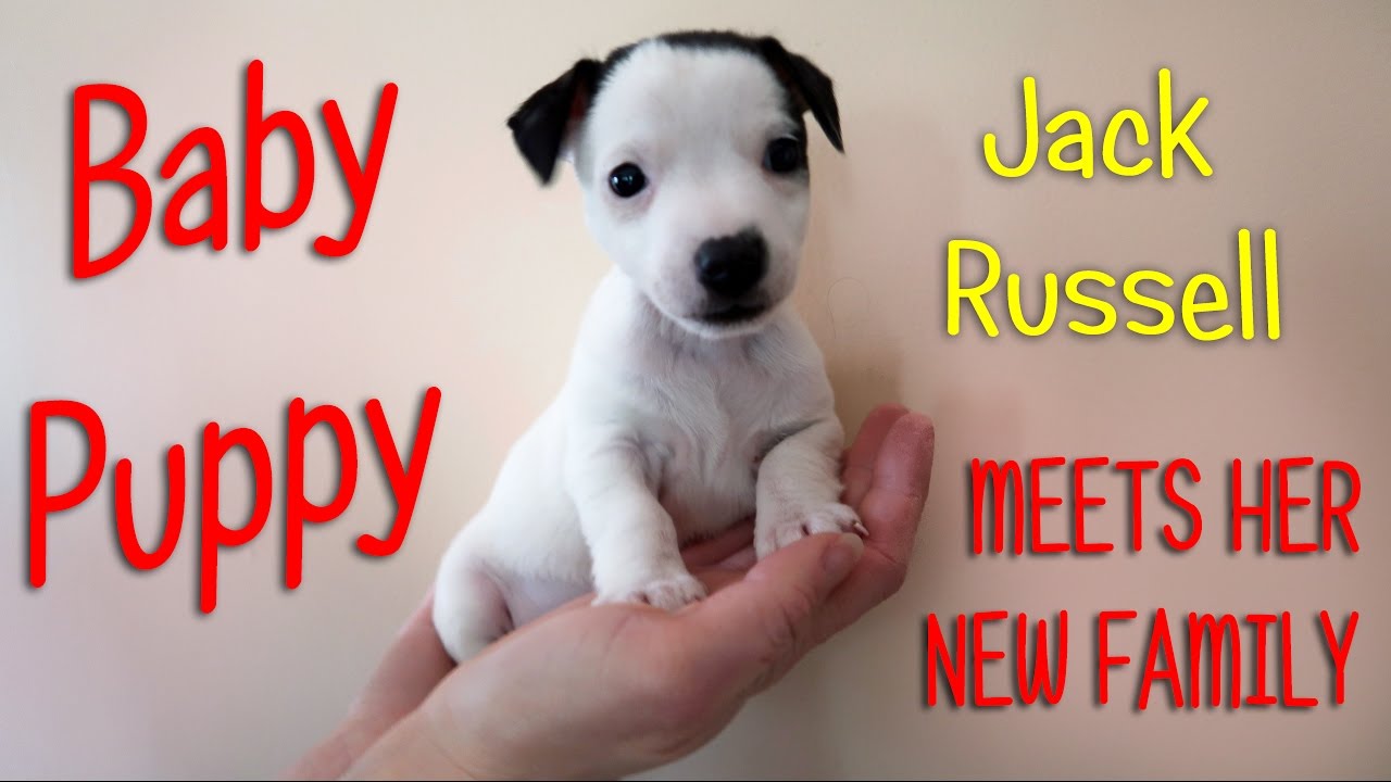 NEW PUPPY - BABY JACK RUSSELL🐶 Meets New Family!  😍