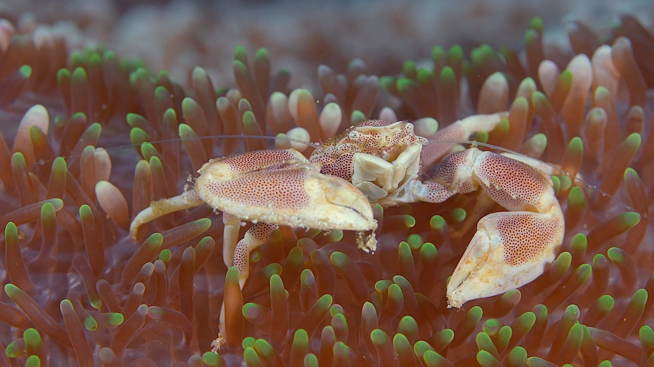 Raja Ampat Macro Diving | Papua Diving Resorts