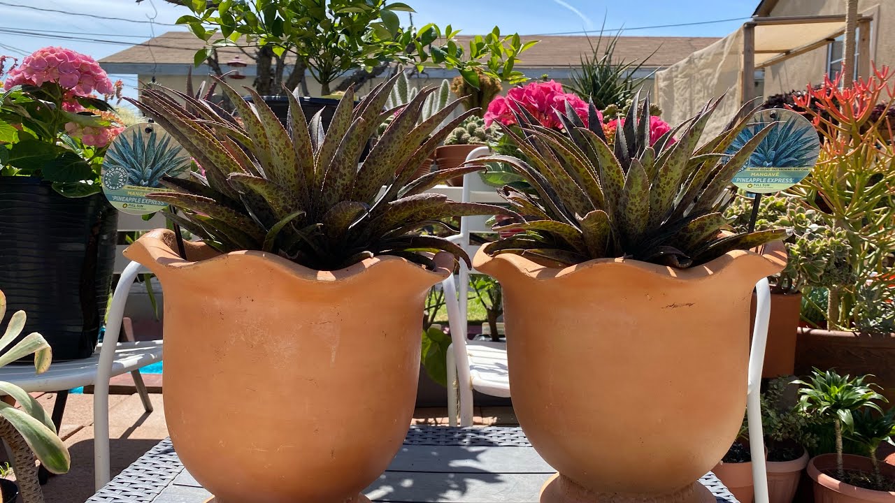 WHAT IS MANGAVE PINEAPPLE EXPRESS ? HOW TO GROW IT || NEW FLOWERS IN THE GARDEN