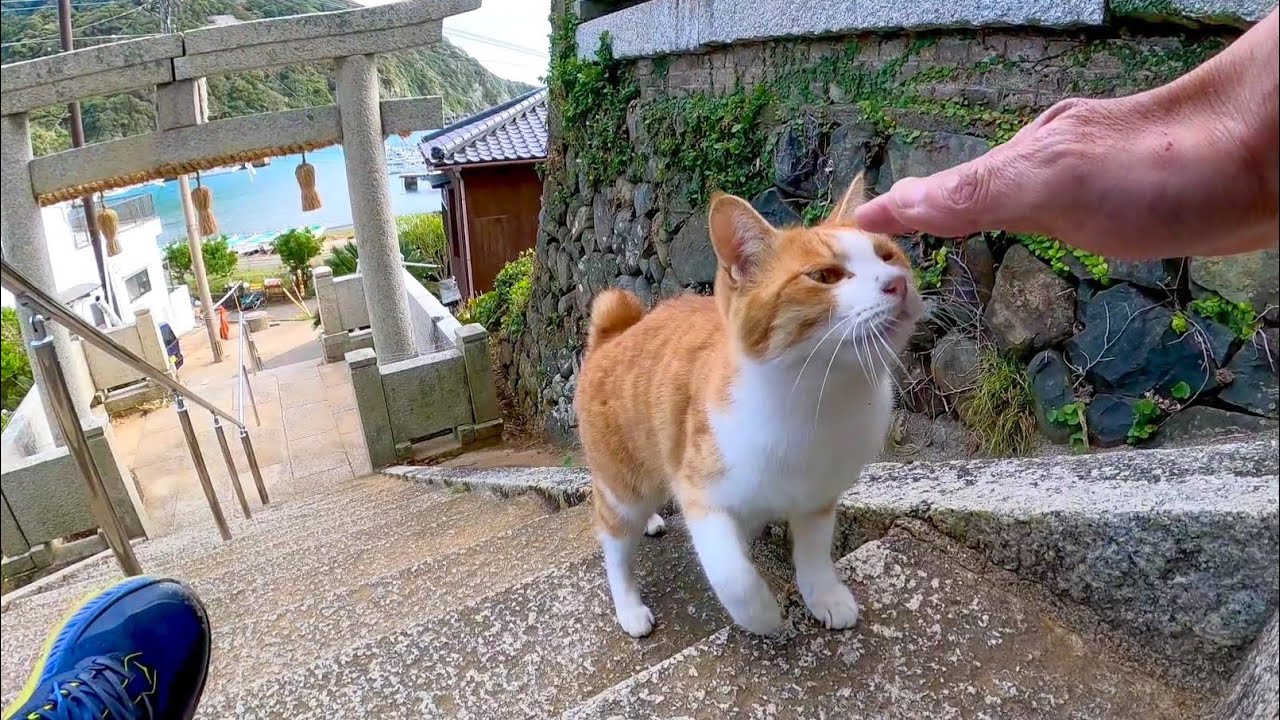Когда я пошел в храм на Кошачьем острове, со мной пришел кот, и я отправился на поклонение вместе с