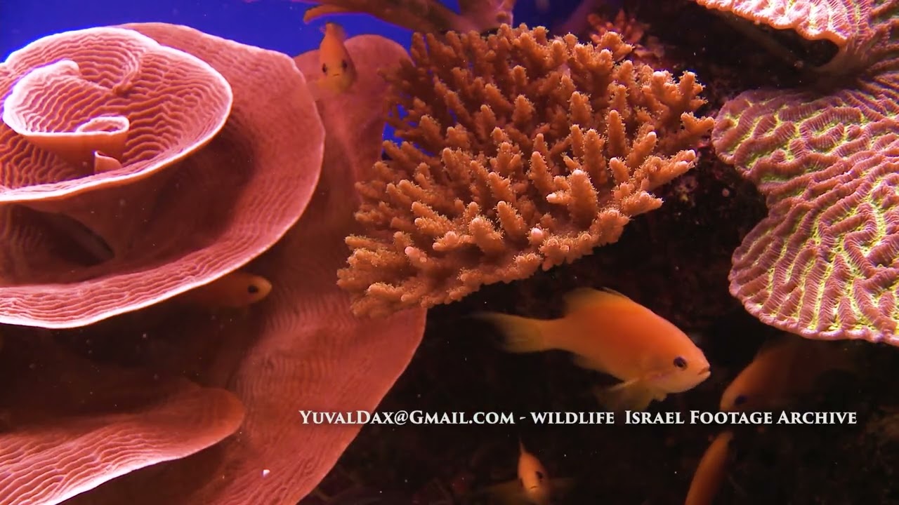 המצפה התת ימי באילת / Coral World - Underwater Observatory, Eilat