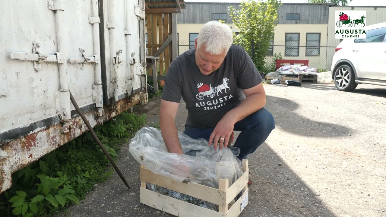 Guntars Dzērve: kā pareizi jāglabā frigo zemeņu stādi?