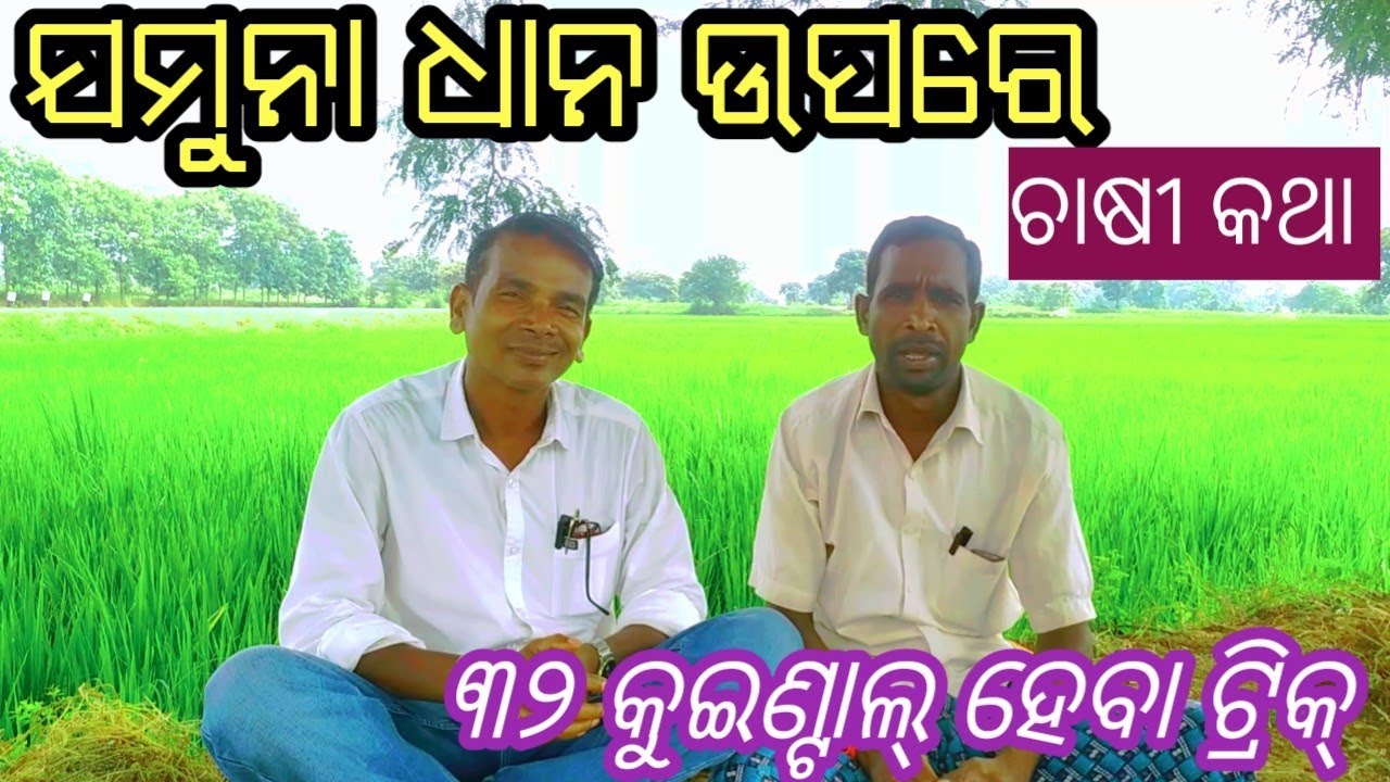 ଯମୁନା ଧାନ ରେ ଚାଷୀ ର କଥା// ଯମୁନା ଧାନ ର ରିଏଲ୍ ଟ୍ରିକ୍// jamuna dhana chasa tricks