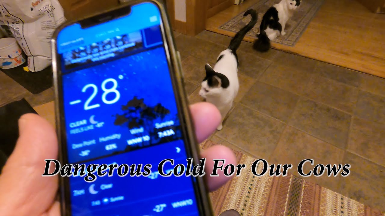 Dangerous Cold for Pregnant Cows