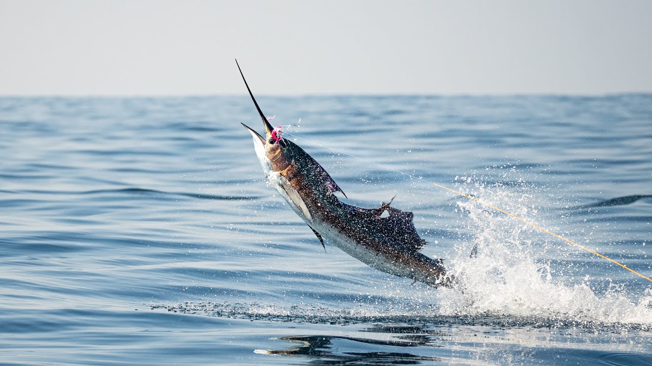 Fly Fishing for Sailfish in Guatemala 2023 - SEE THE BITES