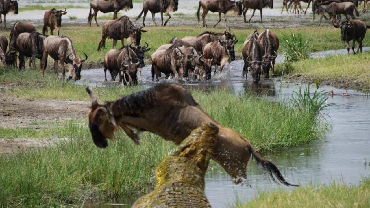 Secrets of the Serengeti: The Greatest Migration on Earth