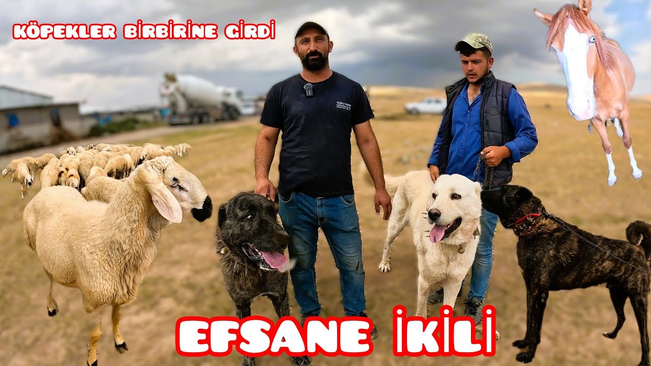 BU İKİLİ ÇOK FENA.EFSANE ÇAPAR VE BEYAZ ANADOLU ASLANLARI.