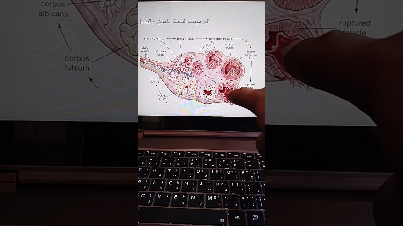 التوجيهي زراعي