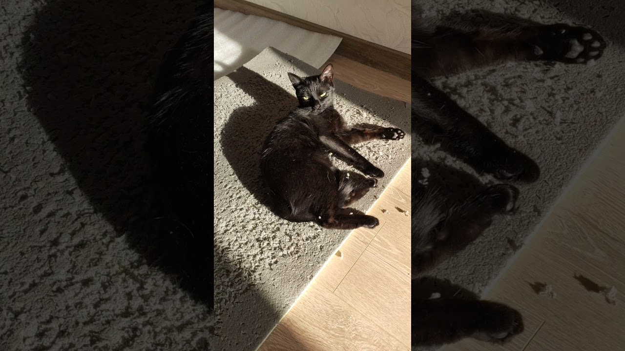 Как хорошо Котике лежать на солнышке ) #оле7 #catbehavior #cat #котофейка #кот #ластёна