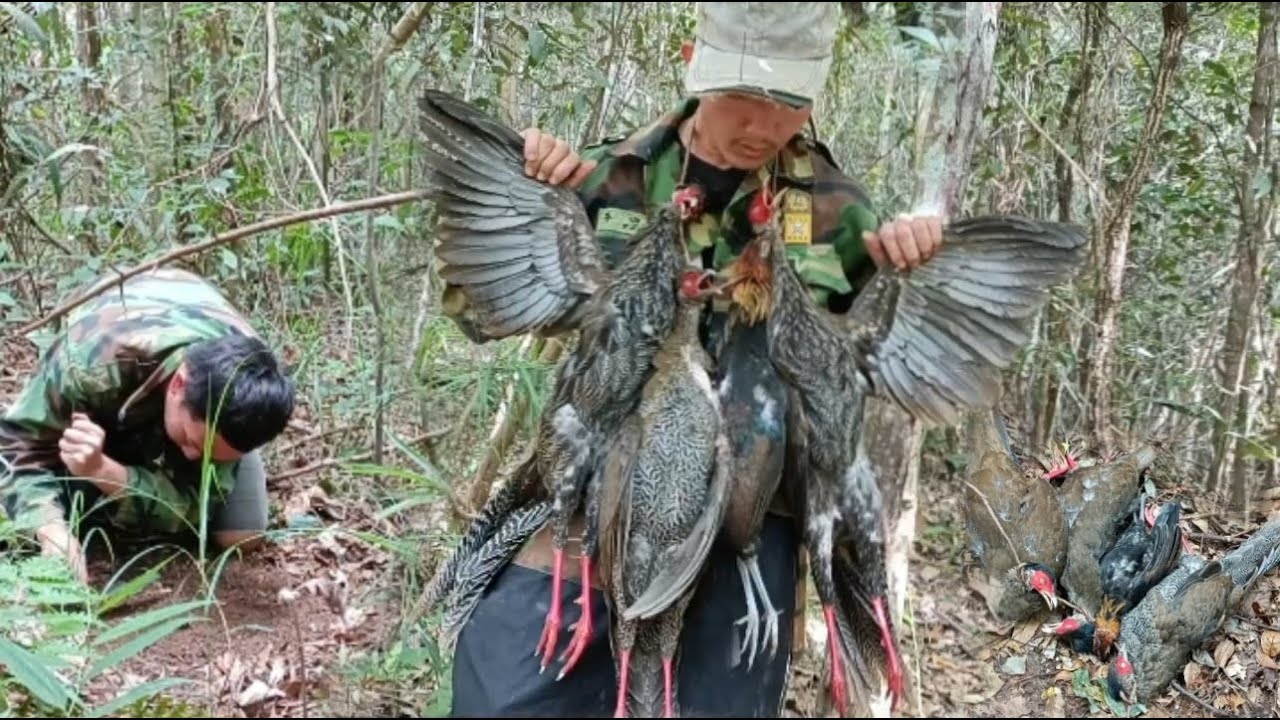 Primitive trap silver pheasant and red jungle