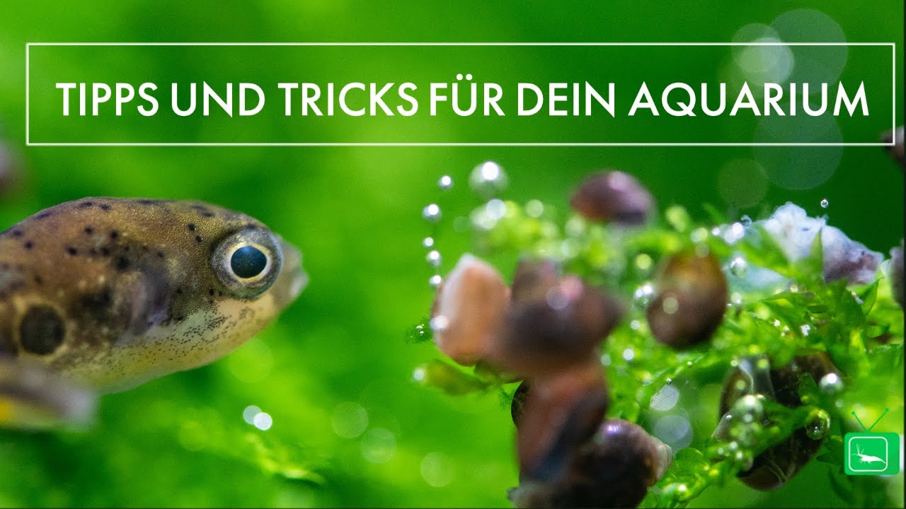 Kugelfisch Aquarien 5.0 | GarnelenTv