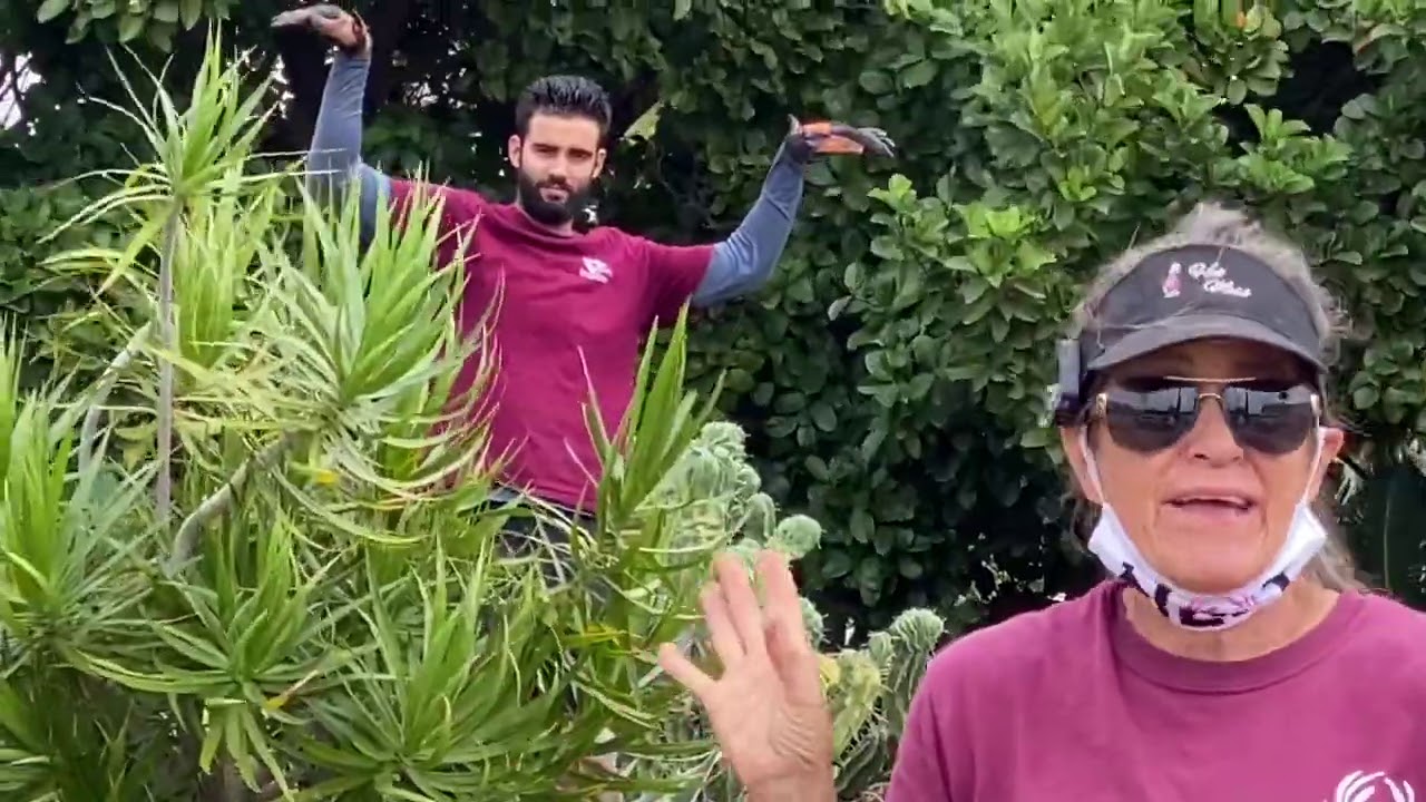Gorgeous Succulent Garden Restoration