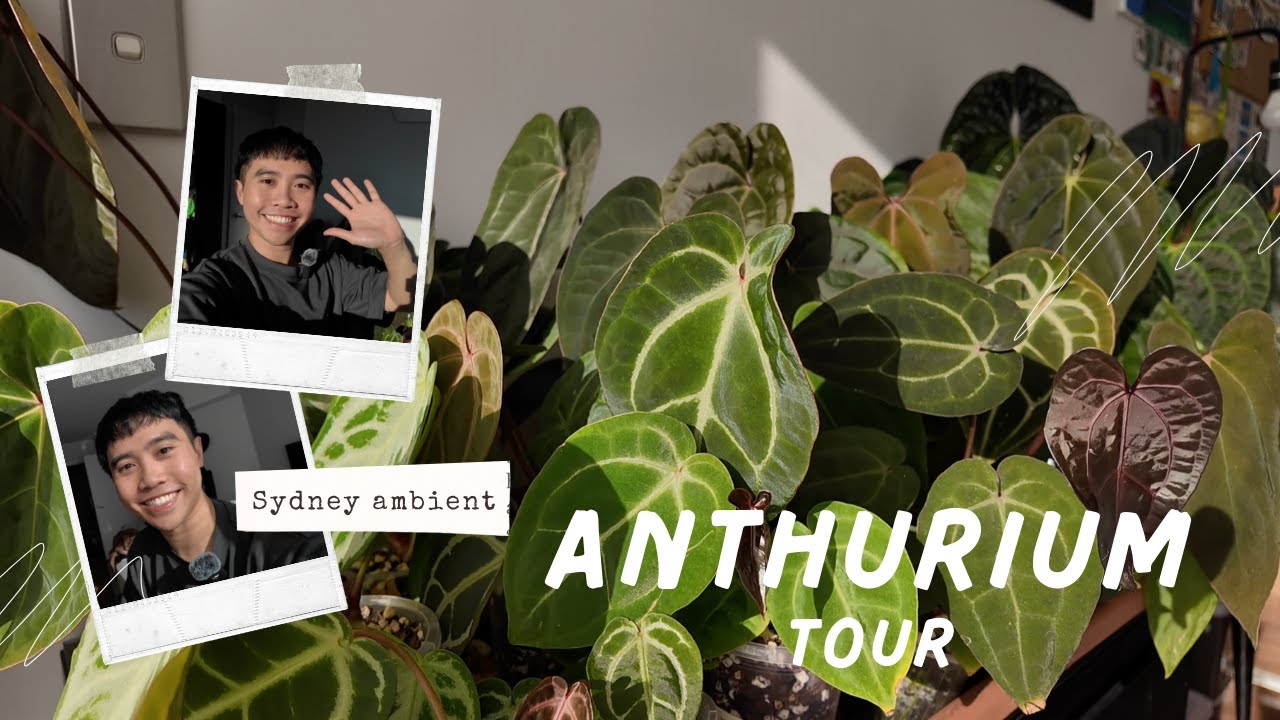 Sydney Plant Tour 🌿 | My Full Ambient Anthurium Collection in Australia