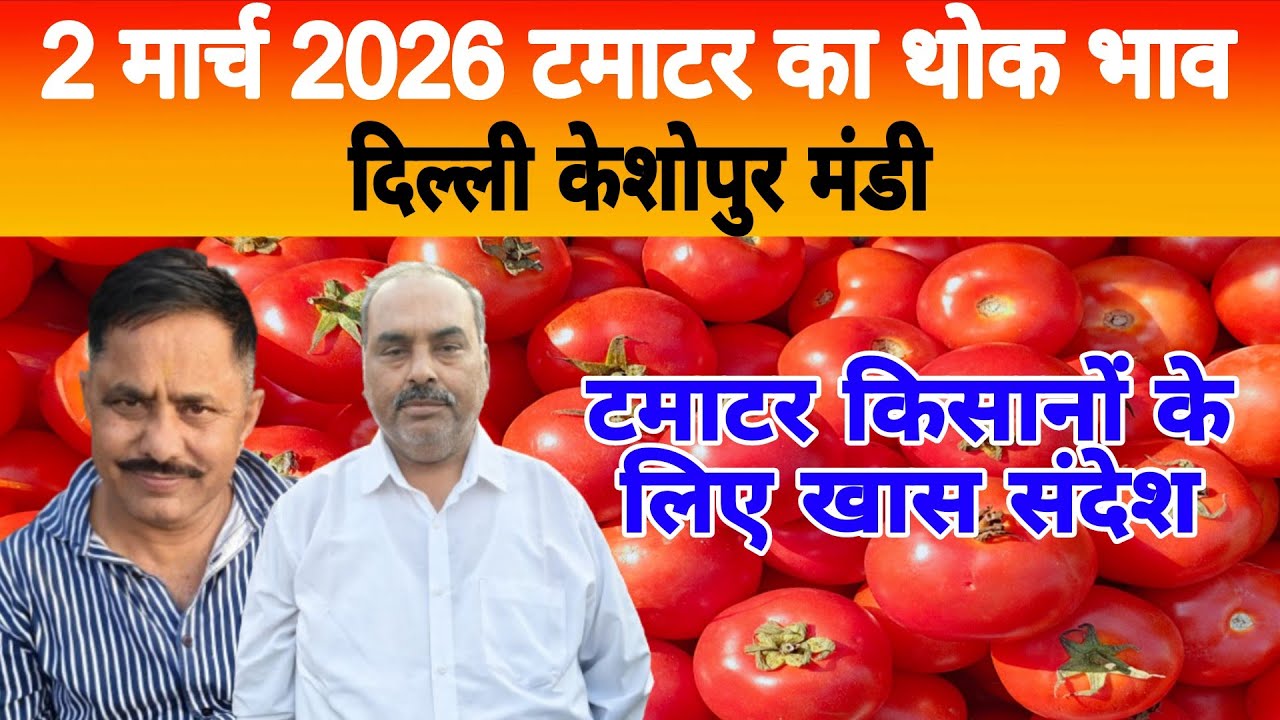2 March 2026 Delhi 🍅 टमाटर होलसेल भाव | Keshopur Mandi | Today Tomato Rate #tamatar #tamatarmandi