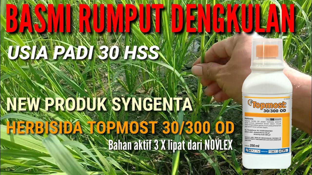 CARA MENGATASI RUMPUT DENGKULAN, TUTON, JEJAGOAN YANG SUDAH BESAR PADA PADI
