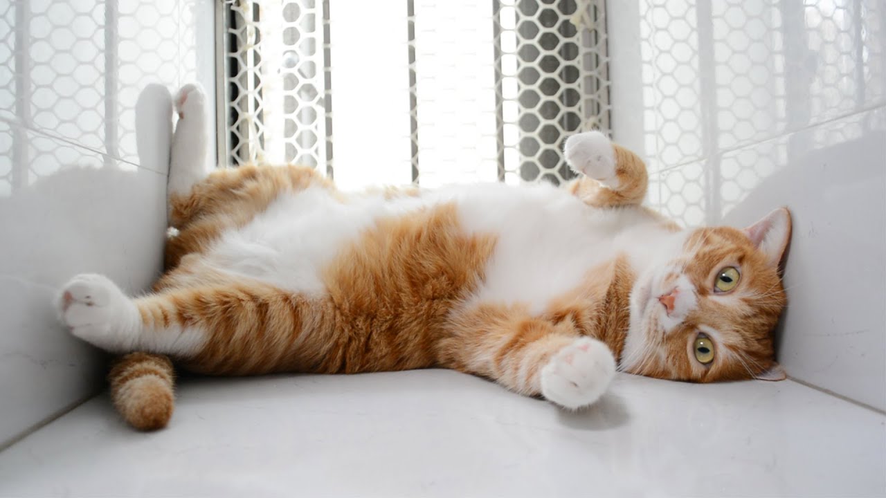 猫是怎么做到又丑又可爱的【旧视频】
