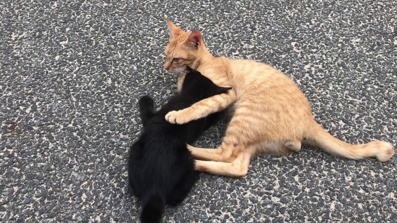 【猫日和】散歩中に猫の親子が寄ってきた