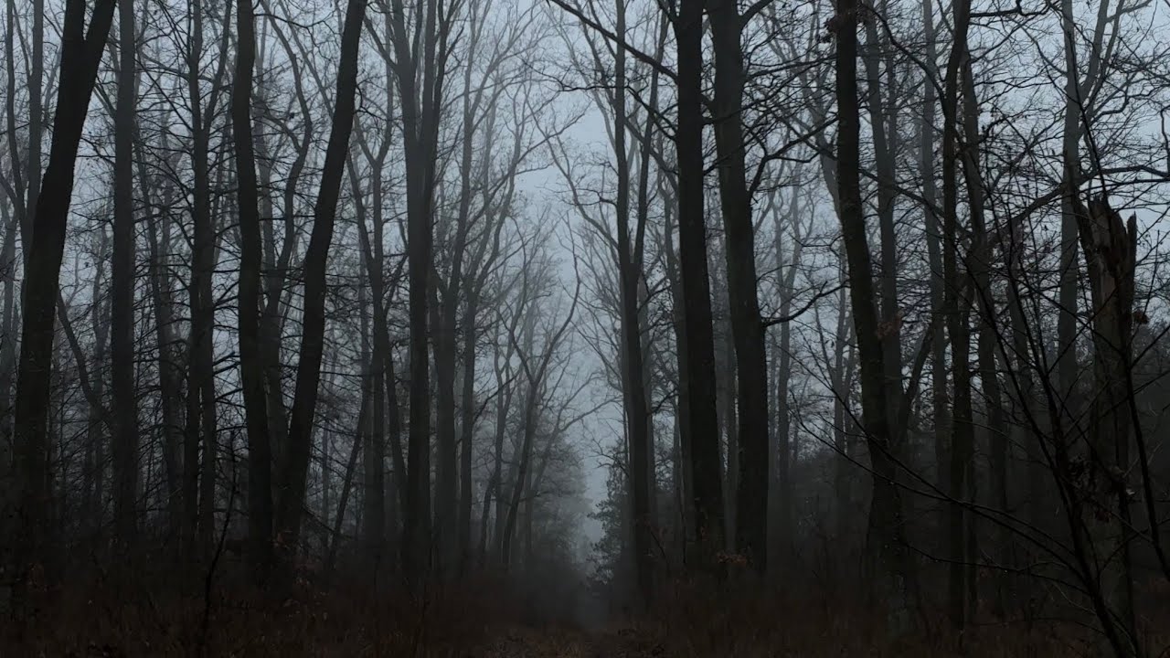 Walk Alone In A Misty Oak Forest 