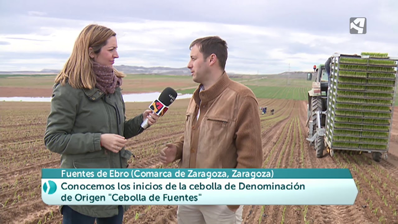 Tiempo de plantar cebollinos en Fuentes de Ebro