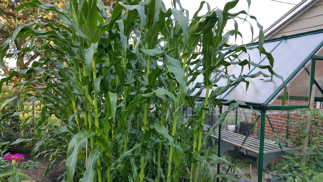 Growing Silver Queen Corn in Raised Bed Compilation Video with Pepple's Potager