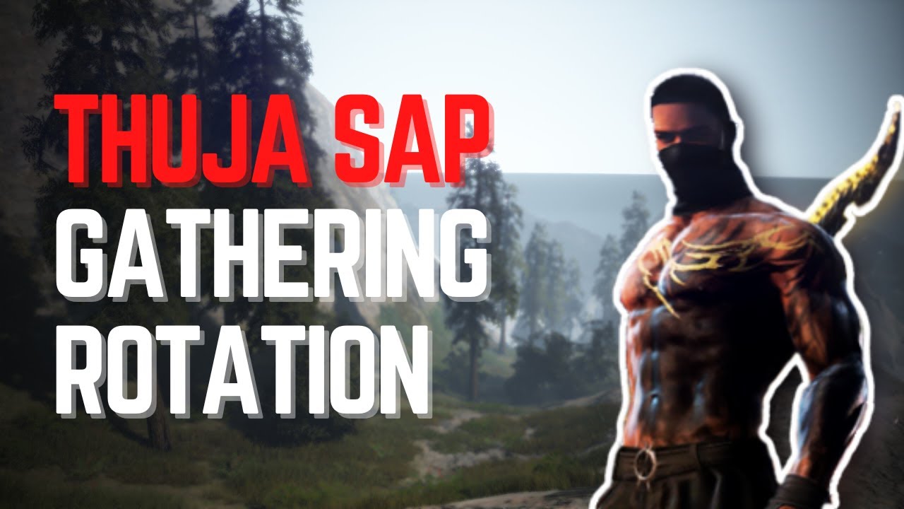 Best Thuja Sap Gathering Rotation in Black Desert (No Channel Hopping Needed)!