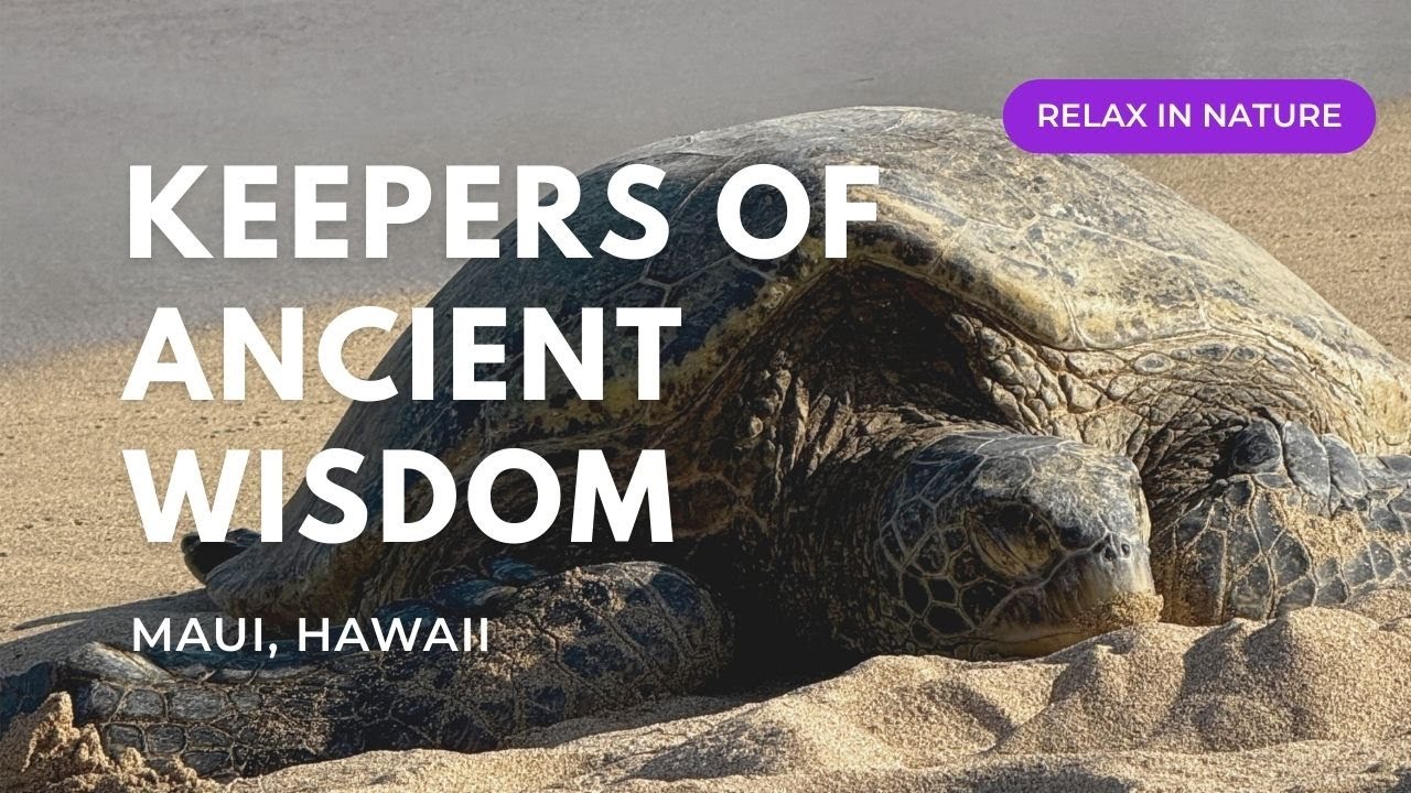 Sea Turtles of Maui | 1 Hour Relaxing Nature Video 4K