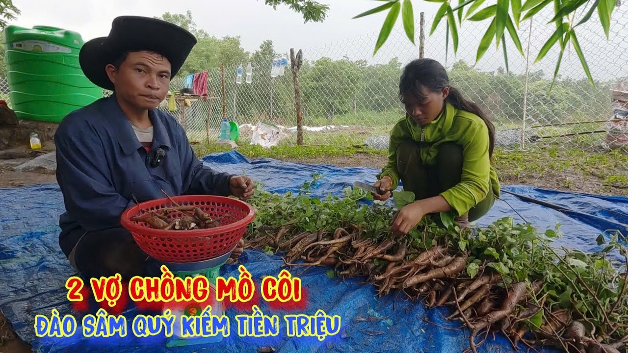 TIN VUI, 2 vợ chồng trẻ mồ côi, đào củ sâm quý, kiếm TIỀN TRIỆU mỗi ngày - tập 1495