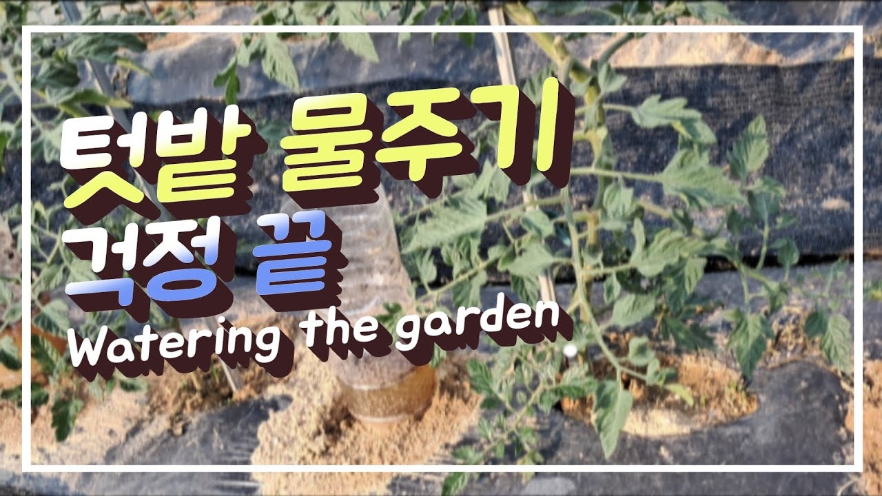 걱정없이 텃밭에 물주는 방법을 소개합니다. Watering the garden