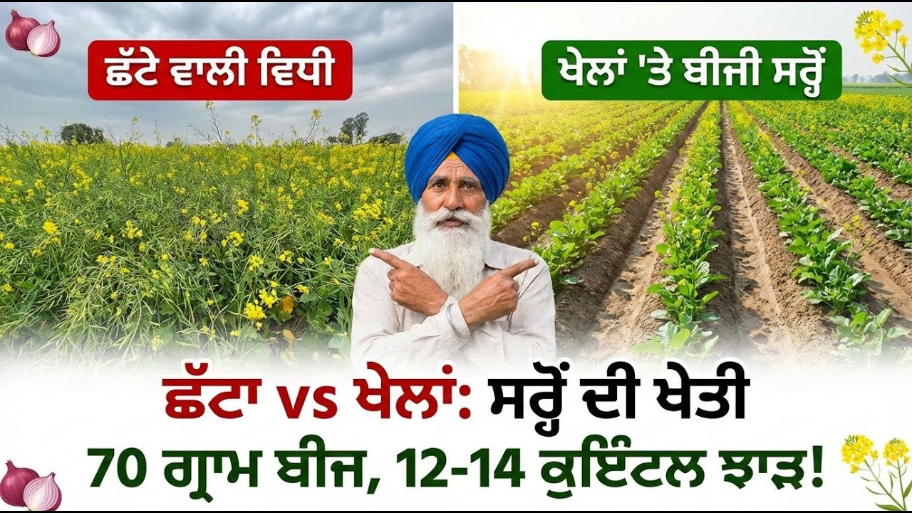 ਖੇਲਾਂ 'ਤੇ ਬੀਜੀ ਸਰ੍ਹੋਂ ਦਾ ਕਮਾਲ! 12 ਤੋਂ 14 ਕੁਇੰਟਲ ਝਾੜ ਦਾ ਰਾਜ਼? (Sarson Farming Update)