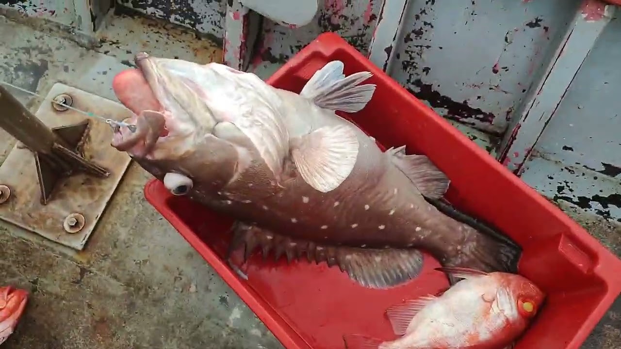 Pescaria oceanica equipe ferrari / começando os trabalhos / so peixe bom nas linhas 