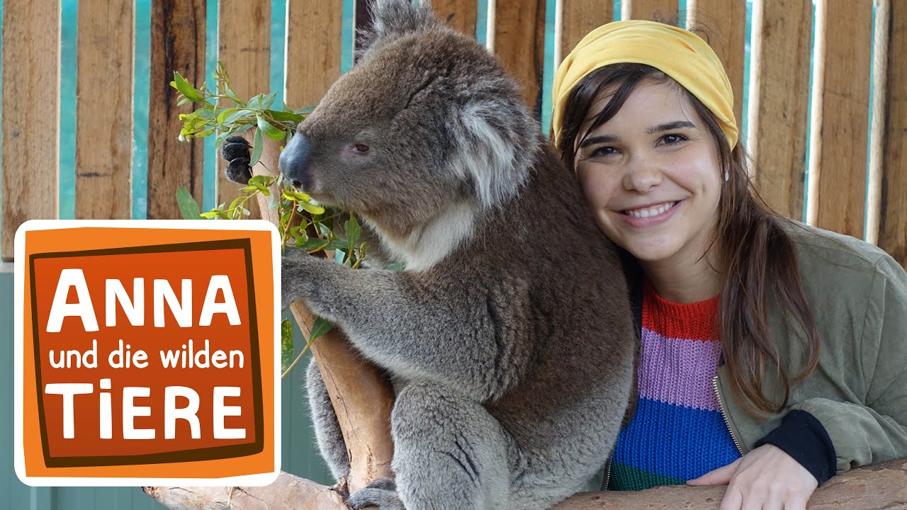 Voll süß Koala! | Reportage für Kinder | Anna und die wilden Tiere