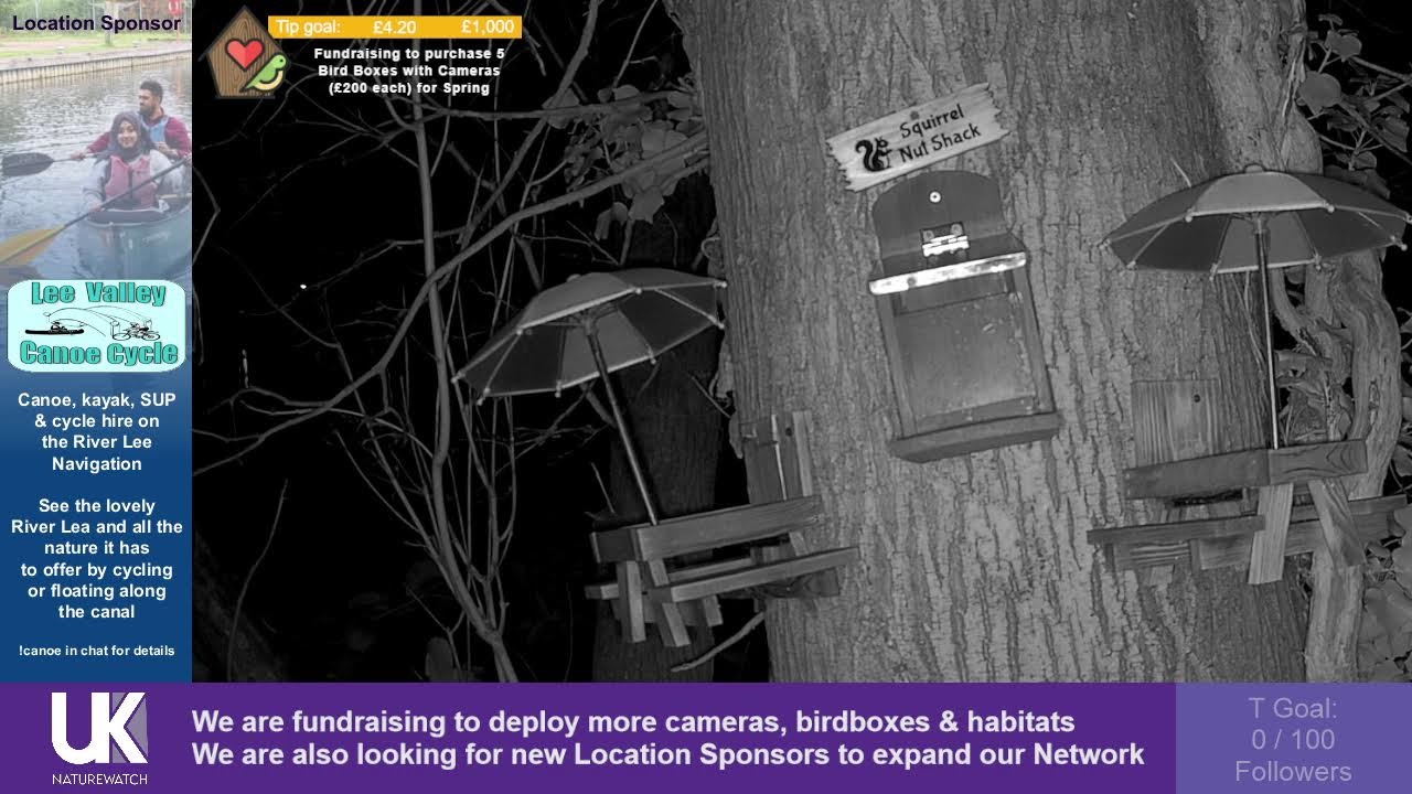 🔴 LIVE: Bird Feeder Buffet 🐦 Broxbourne Riverside Chalets | UK NatureWatch