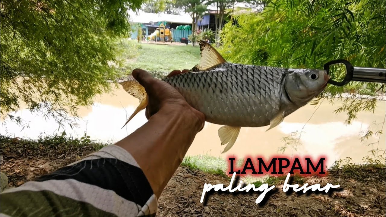 Sungai Langat lagi - Lampam paling besar