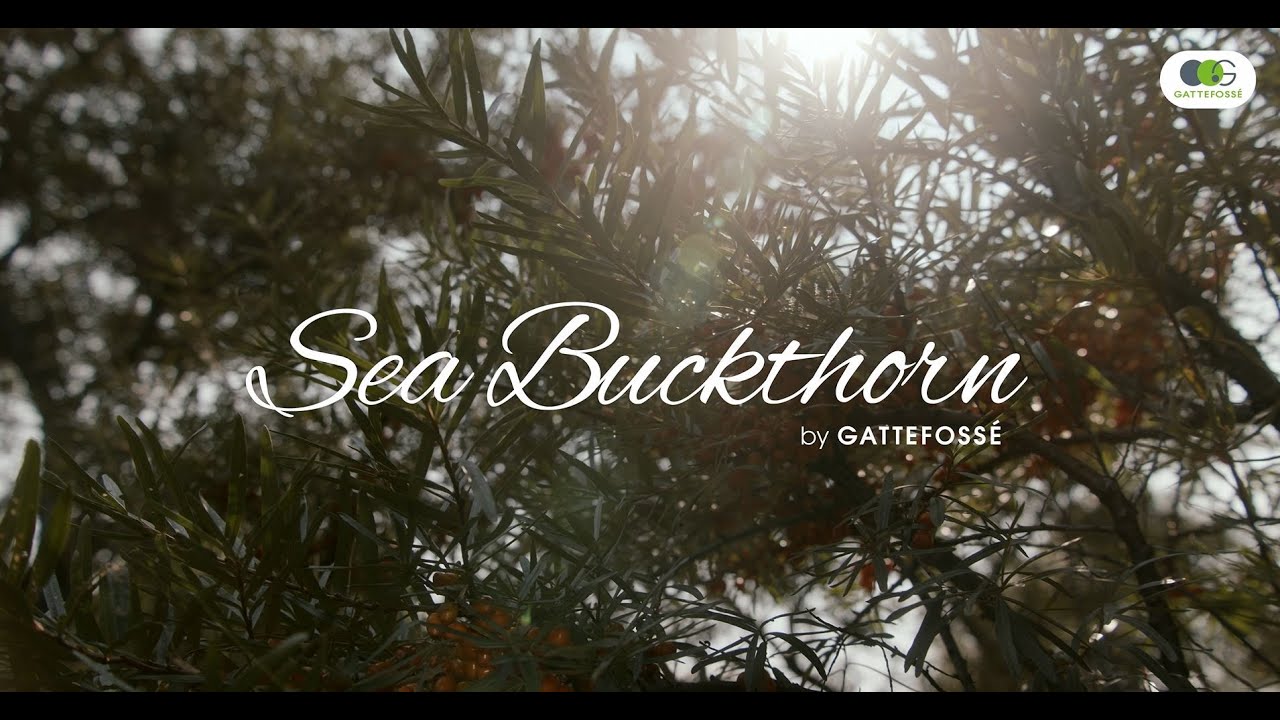 Sourcing of Sea buckthorn leaves, star ingredient of Eyeglorius™ and Noxifense™ | Gattefossé
