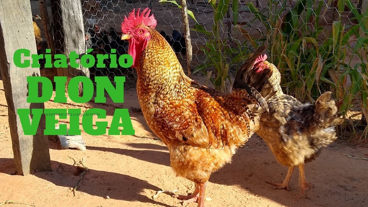Como fazer um aplicador para vacina contra bouba aviária (aplicador artesanal)