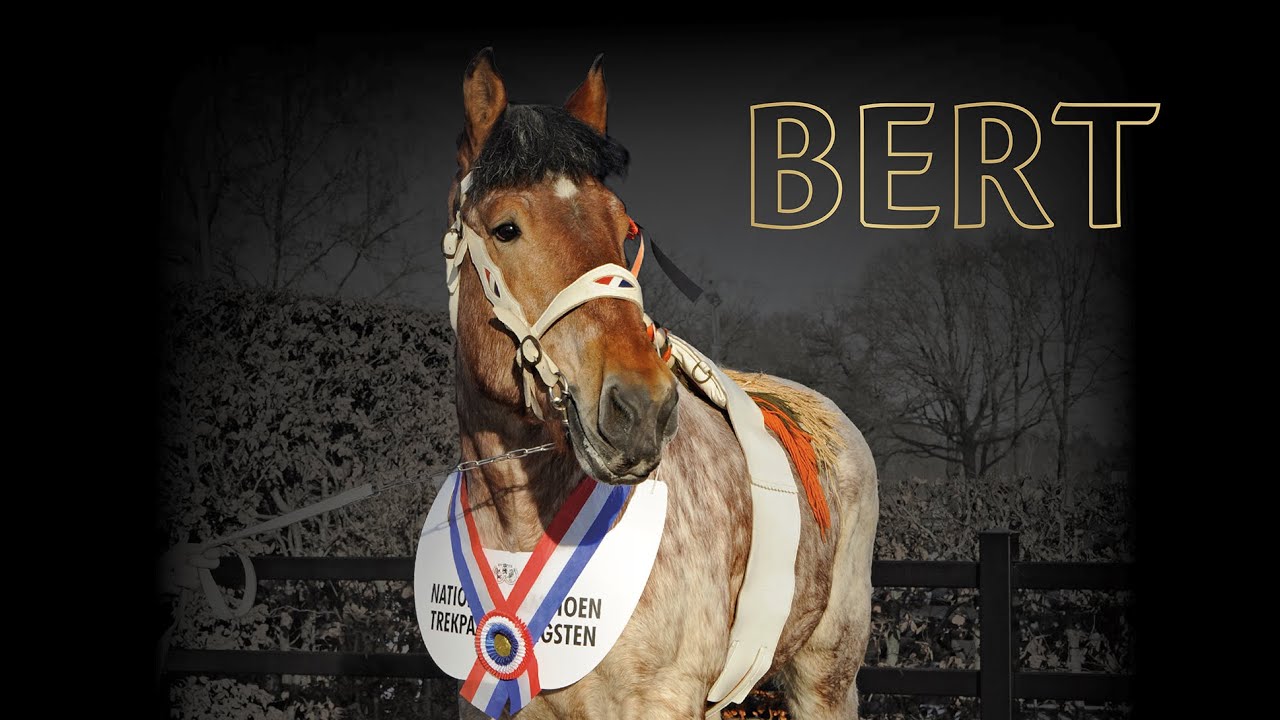 Bert van Turkeyen - Nederlands kampioen trekpaard hengst