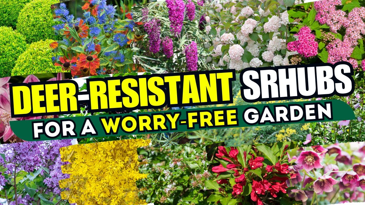 🦌🚫 NO MORE BROWSING! Top 15 Deer-Resistant Shrubs for a Worry-Free Garden! 🌿💥