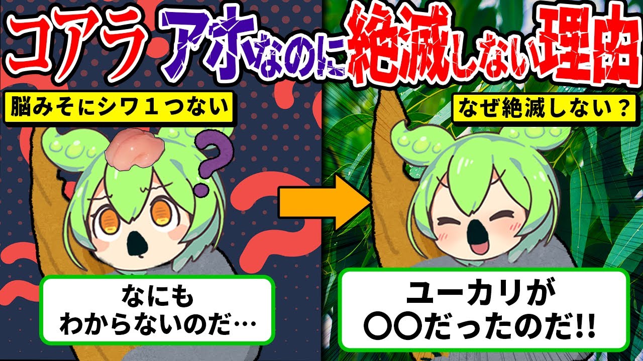 【衝撃】アホすぎるコアラ、なのになぜ絶滅しない？“ある理由”がヤバい【ずんだもん│ゆっくり解説】
