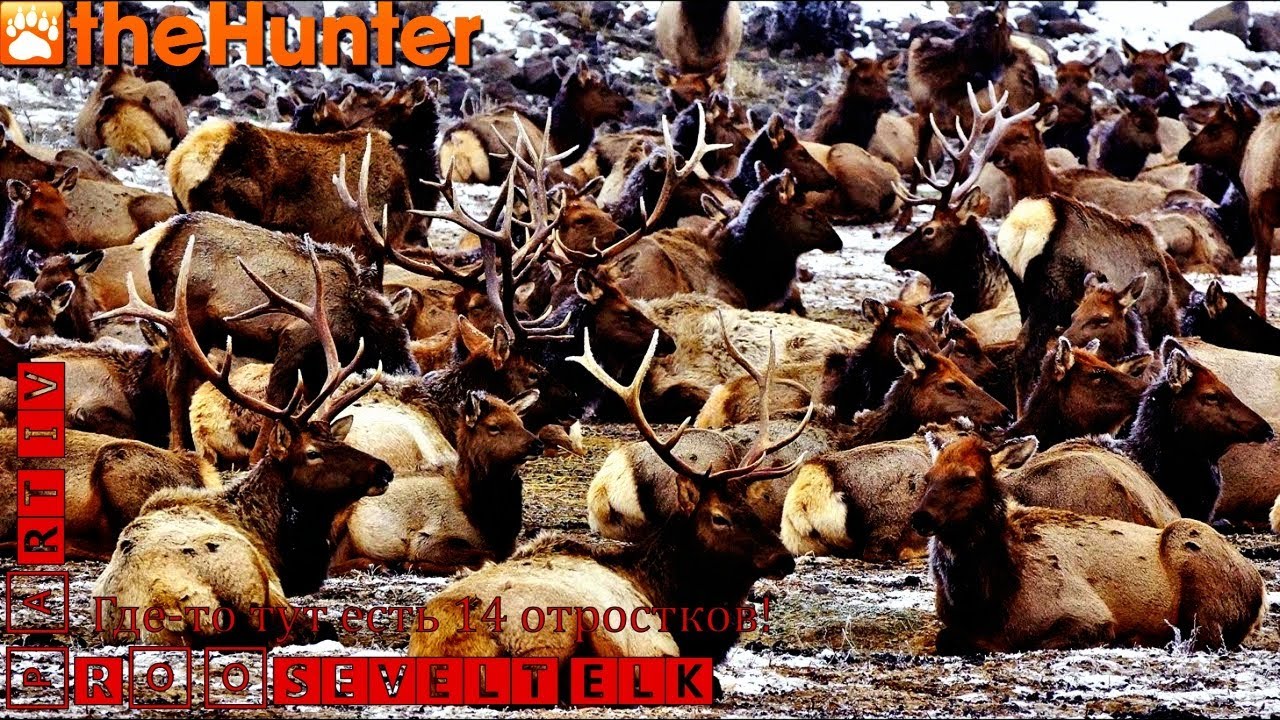 ♢ theHunter Classic ♢ Roosevelt Elk missions ♢ part IV ♢