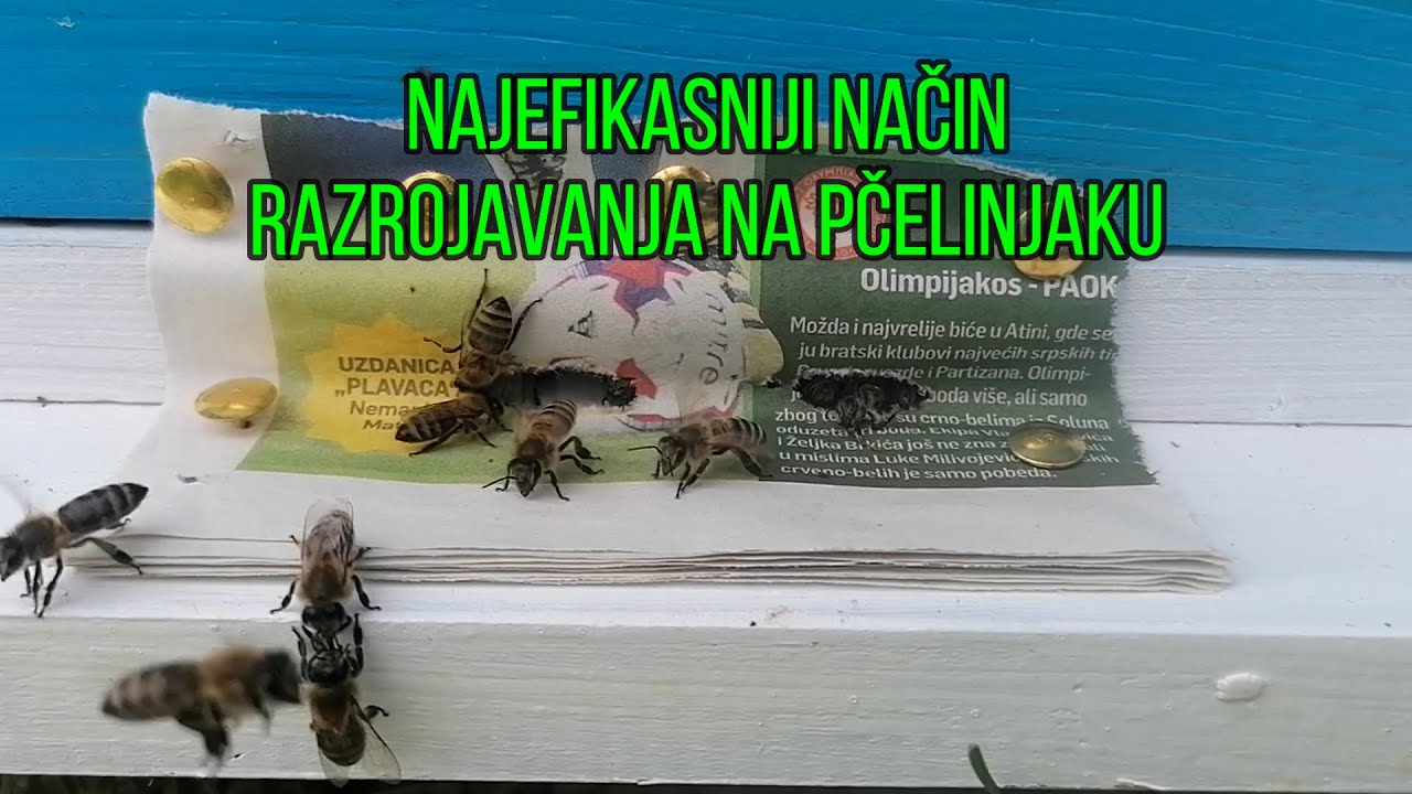 NAJEFIKASNIJI NAČIN RAZROJAVANJA NA PČELINJAKU  - SAMO PAPIR I PRETISKAČI - KOŠNICA DO KOŠNICE