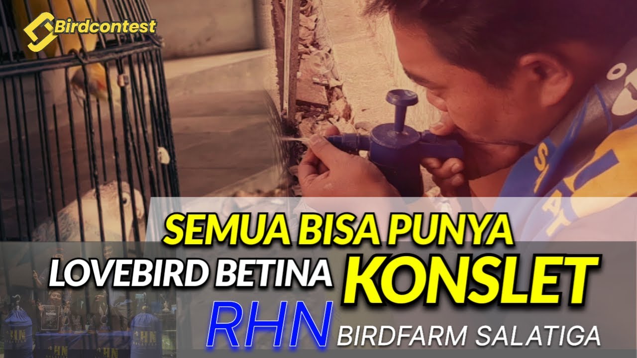 Cara Mudah Cetak Lovebird Betina Konslet | Rhn bf salatiga