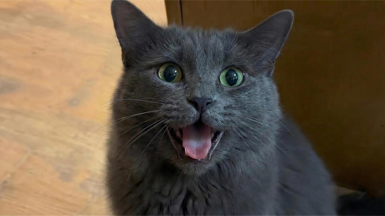 Cats Acting Normal 😹 Then This Happens | Funniest Cats 2026