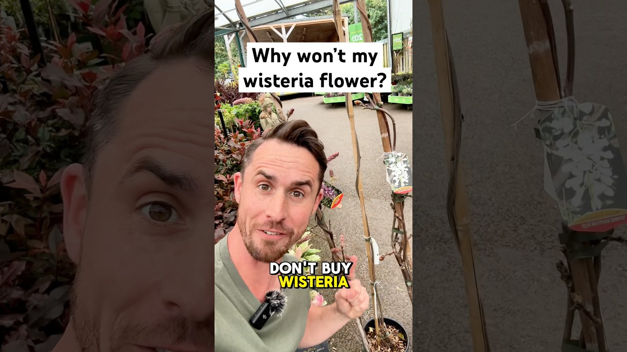 Why won&rsquo;t my wisteria flower? #gardening #garden