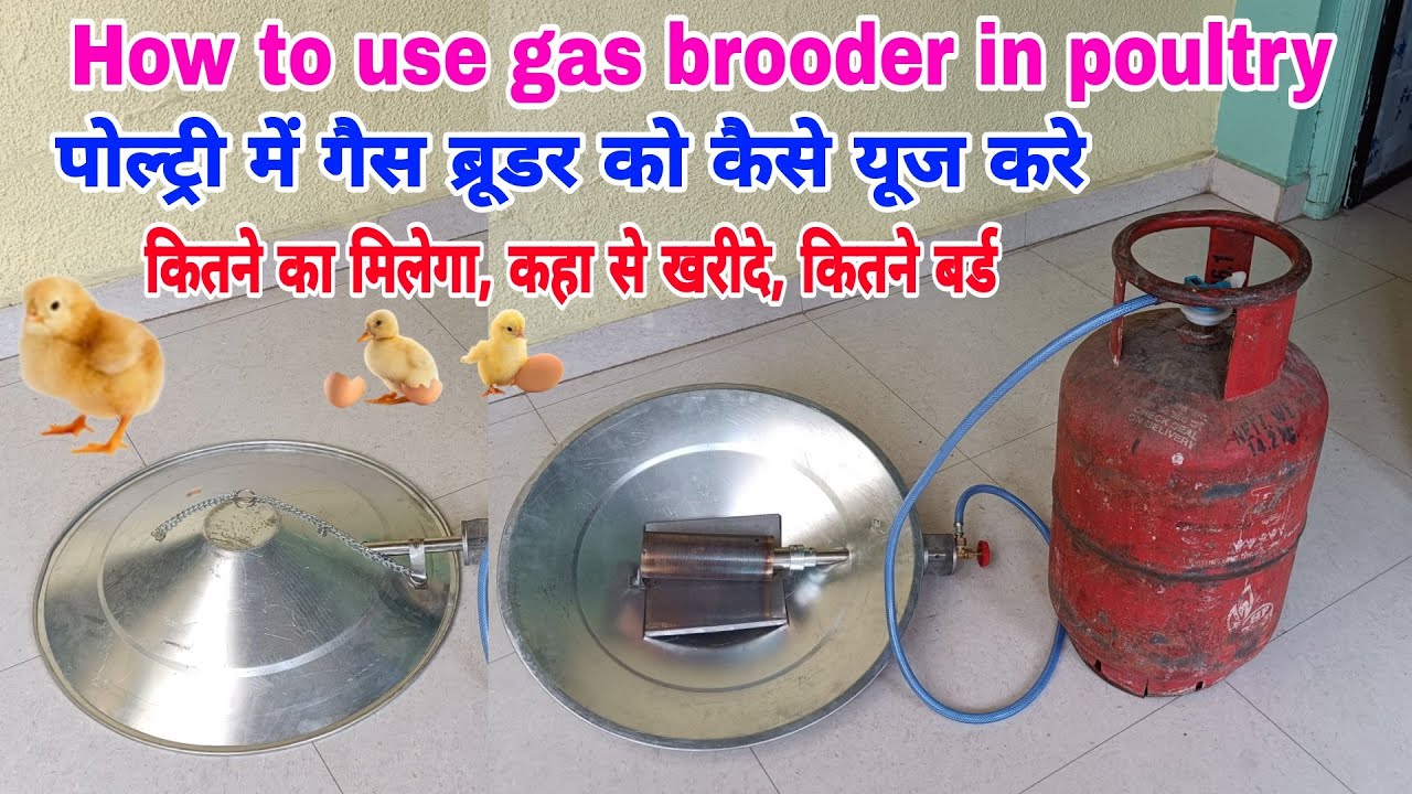 How to use gas brooder in poultry | पोल्ट्री में गैस ब्रूडर को कैसे यूज करे