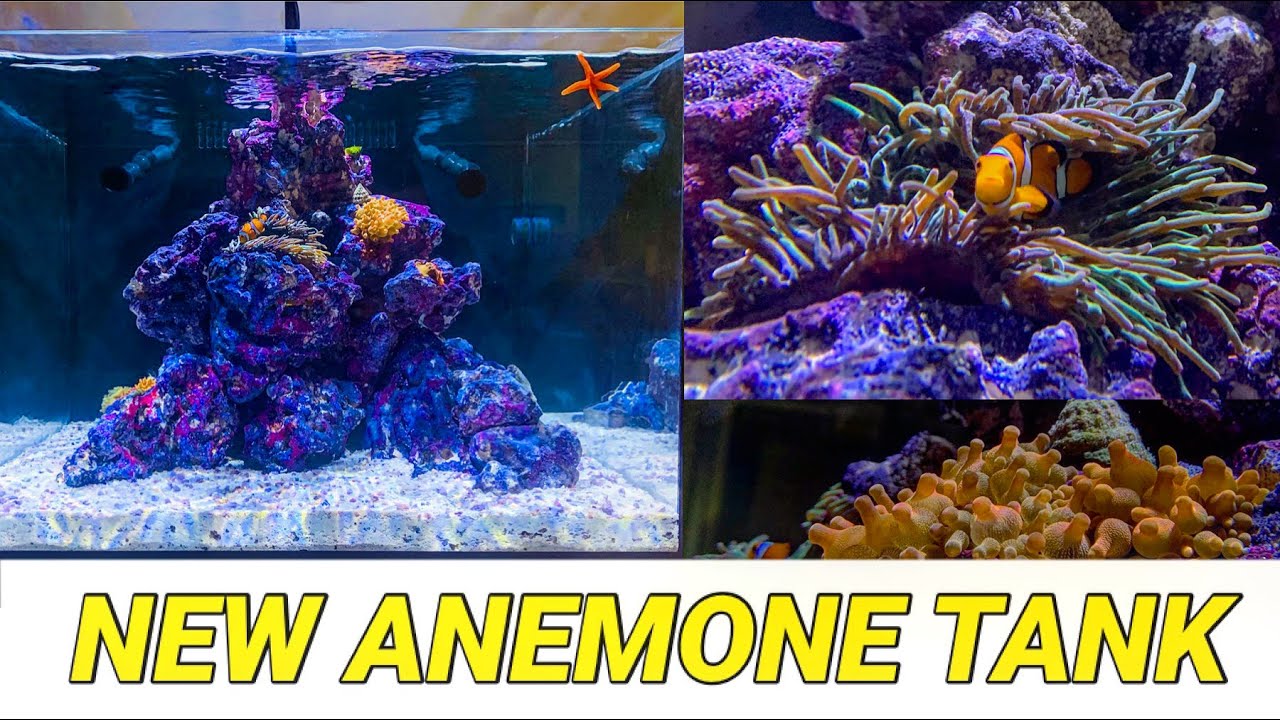 New Anemone Tank : Waterbox Frag 55.2g